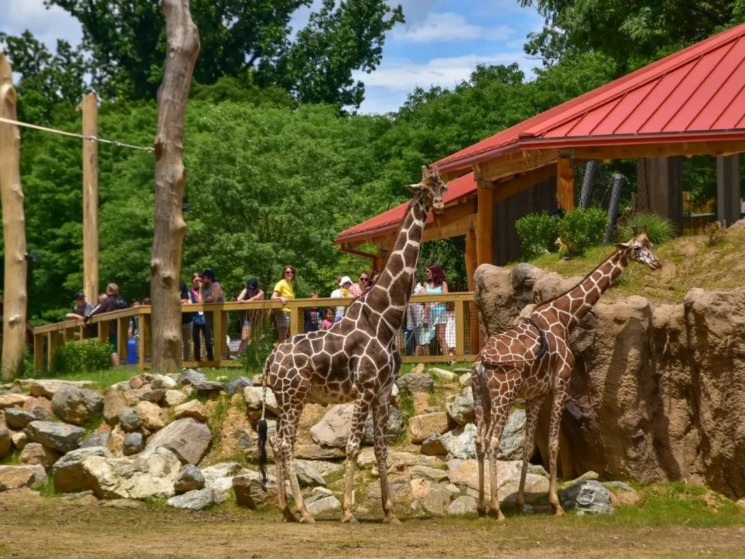 The Maryland Zoo - Animal Habitats Photo Credit: Maryland Zoo The Maryland Zoo - Animal Habitats Photo Credit: Maryland Zoo