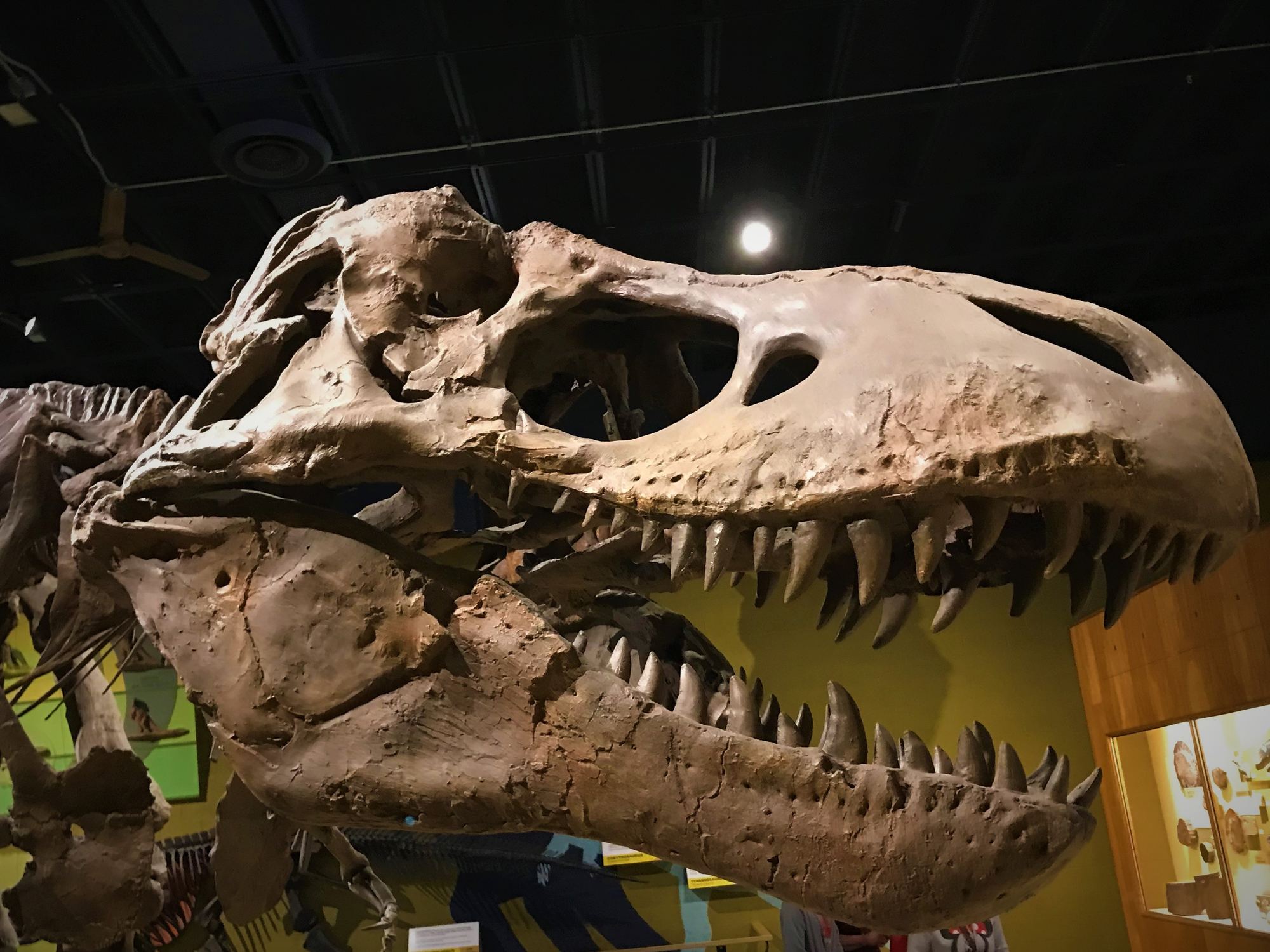 Cleveland Natural History Museum Dinosaur Fossil Photo Credit: Richard Martin Cleveland Natural History Museum Dinosaur Fossil Photo Credit: Richard Martin
